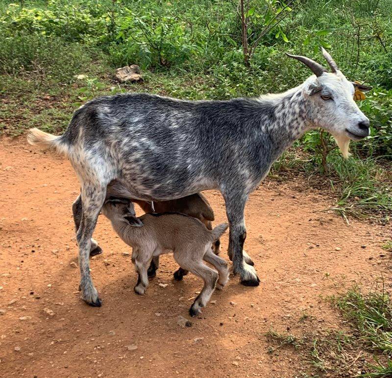Goat-Suckling