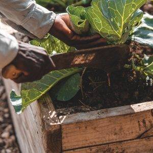 Raised Garden