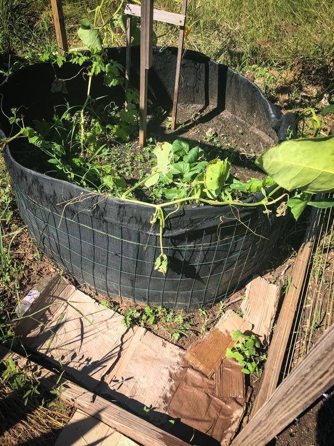 Shelly Raised Garden Dec 2020 2