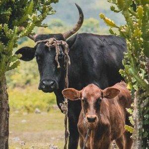 Give a Cow