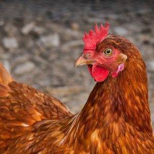 Give a Chicken