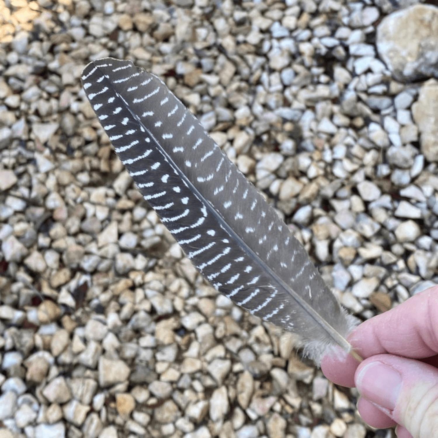 Prayer Walk-Feather